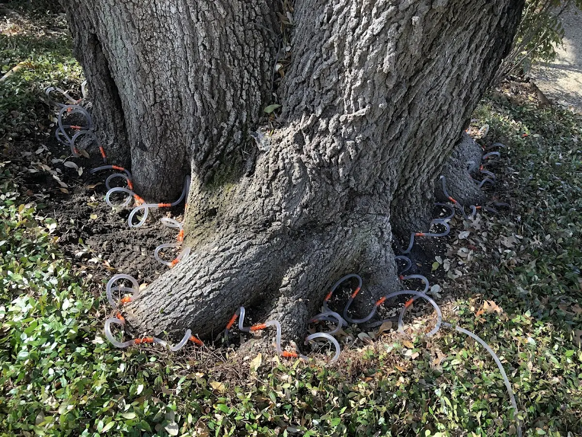 Detailed Tree Cabling and Bracing job site in Bellwood