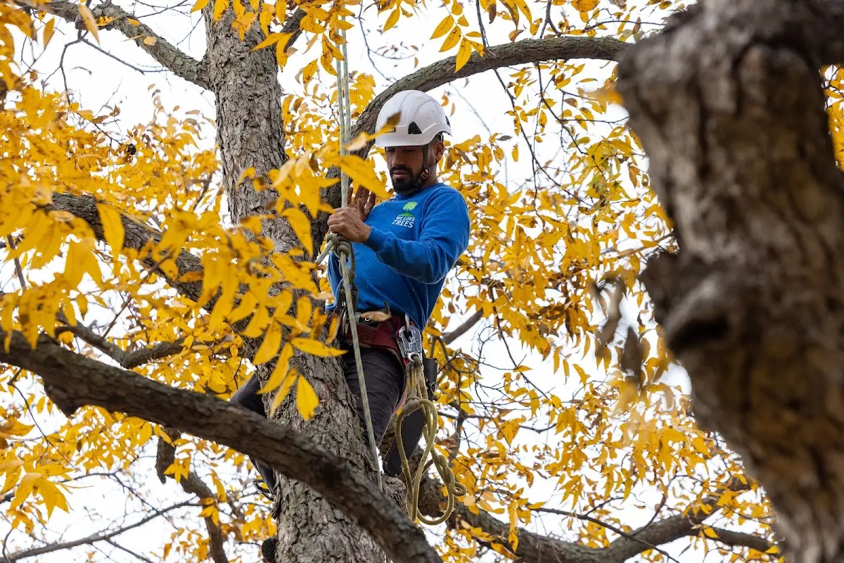 Skilled Tree Planing crew working in Bellwood