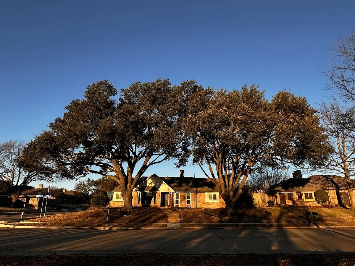 Established residential canopy tree shading a home in Bellwood